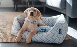 Eco pet brand Project Blu looking to make it big in the US following multi-million-pound investment